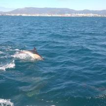 a dolphin swimming in the water in the ocean