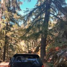 a car driving down a dirt road in a forest