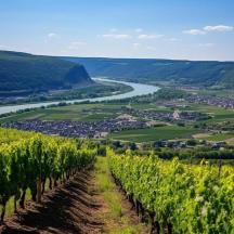 a view of a vineyard and a river
