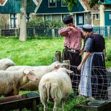 deux hommes debout à côté d'un groupe de moutons