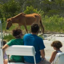 un gruppo di persone sedute su una barca che guardano un cavallo