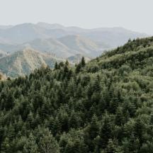 a hill covered in trees with mountains in the background