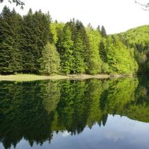 a view of a lake with trees and a forest