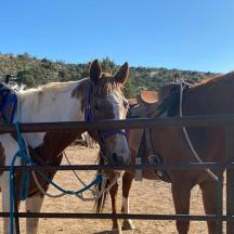 two horses are standing next to a fence