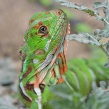 a lizard sitting on top of a plant
