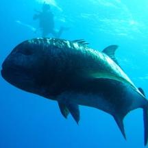 a shark swimming in the water with a diver