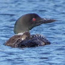 a duck with its baby in the water