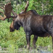 a bull moose standing in a field of grass