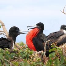a group of birds sitting in a nest