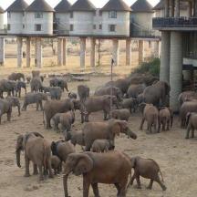 a herd of elephants standing in front of a building