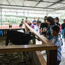 a group of people looking at cows in a barn