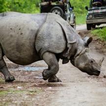 a rhino walking down a dirt road
