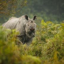 a rhino walking through a field of grass