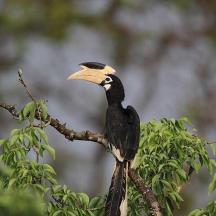 a large bird sitting on a tree branch