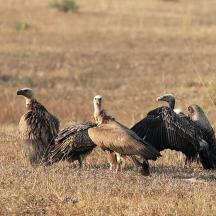 a group of vultures standing in a field