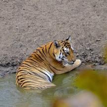 a tiger laying in a pool of water