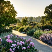 un giardino con fiori viola e un sentiero