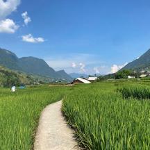 a dirt road in a field of green grass