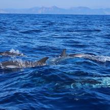 eine Gruppe von Delfinen, die im Wasser schwimmen