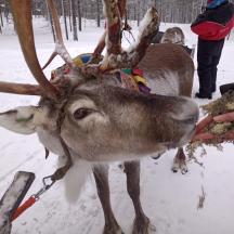 a person is feeding a reindeer in the snow