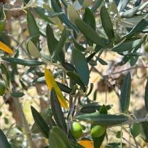 un arbre amb fruits verds i grocs