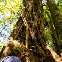 two women looking up at a tree in the forest