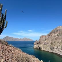 un cactus sul fianco di una montagna vicino all'acqua
