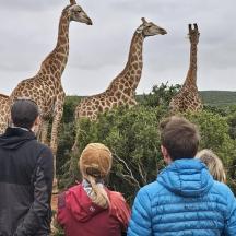 isang grupo ng mga tao ang nakatingin sa mga giraffe