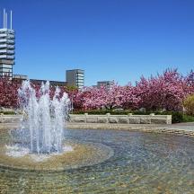 a fountain in the middle of a park with pink flowers
