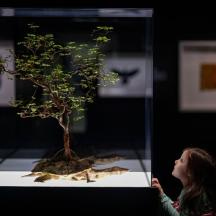 ein kleines Mädchen betrachtet einen Bonsai-Baum in einer Ausstellung