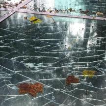 a pool of water with leaves on top of it