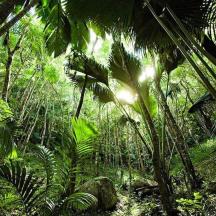 a lush green forest with palm trees and rocks