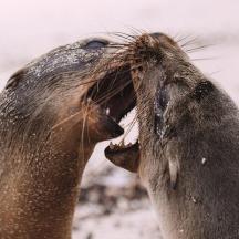 eine Robbe mit offenem Maul am Strand