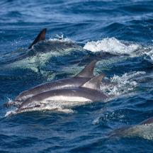 eine Gruppe von Delfinen, die im Wasser schwimmen