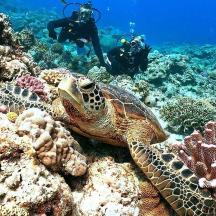 Eine Schildkröte liegt auf einem Korallenriff, im Hintergrund sind Menschen zu sehen.