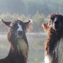 two animals standing next to a body of water