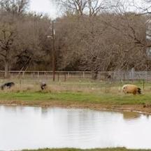 eine Gruppe von Tieren, die auf einem Feld neben einem Teich weiden