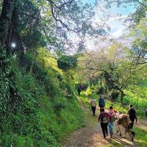 a group of people walking down a dirt road with a cow