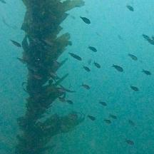 eine Gruppe Fische schwimmt um einen Pfahl im Wasser
