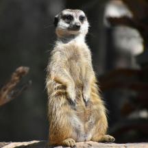a meerkat standing on top of a rock