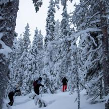 en gruppe mennesker, der står på ski gennem en snedækket skov