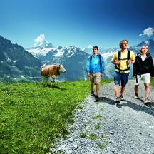 three people walking down a dirt road with a cow