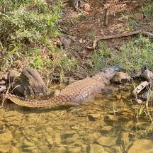 a crocodile laying in the water on the shore
