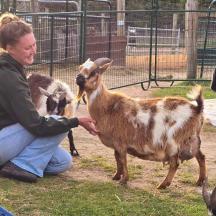 a woman is petting a goat in a zoo