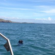 ein Hund schwimmt im Wasser auf einem Boot