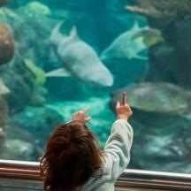 a little girl looking at fish in an aquarium