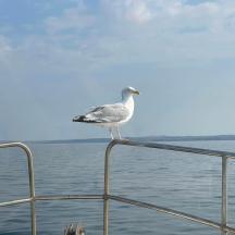 ein Vogel, der auf der Reling eines Bootes sitzt