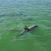 a dolphin swimming in the water in the ocean