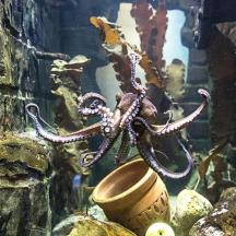 ein Oktopus sitzt auf einem Eimer in einem Aquarium