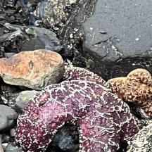 a pile of rocks with a teddy bear on top